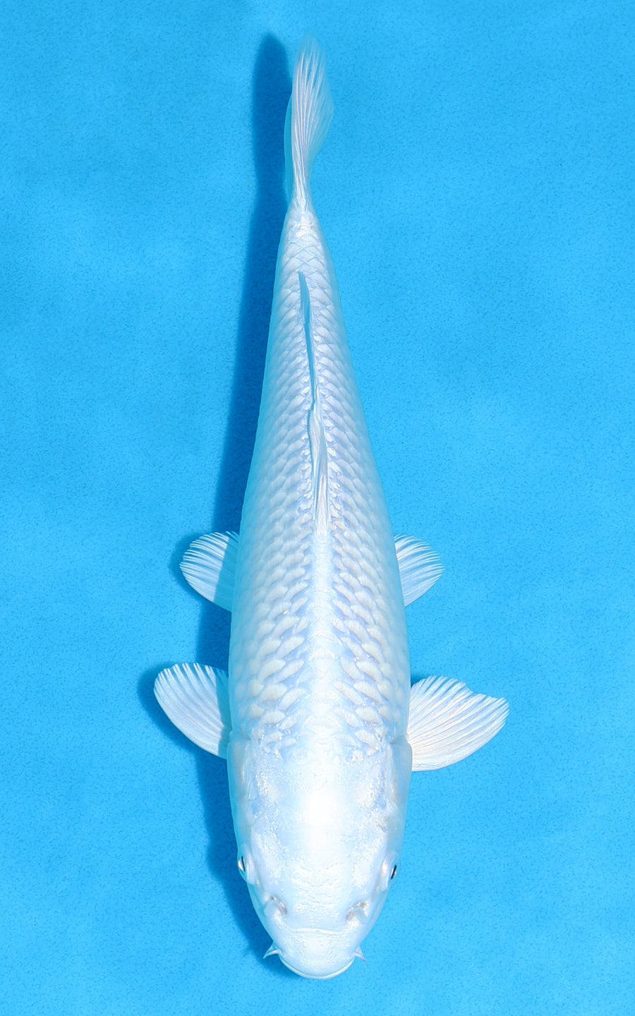 Platinum Ogon - 27cm REF:13339