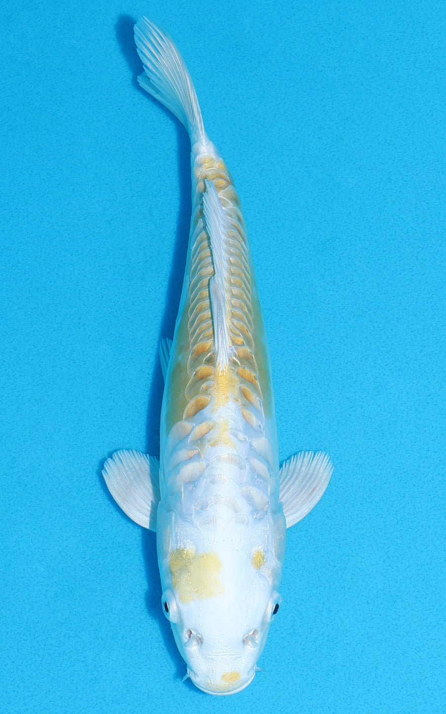Doitsu Lemon Hariwake - 26cm REF:13341
