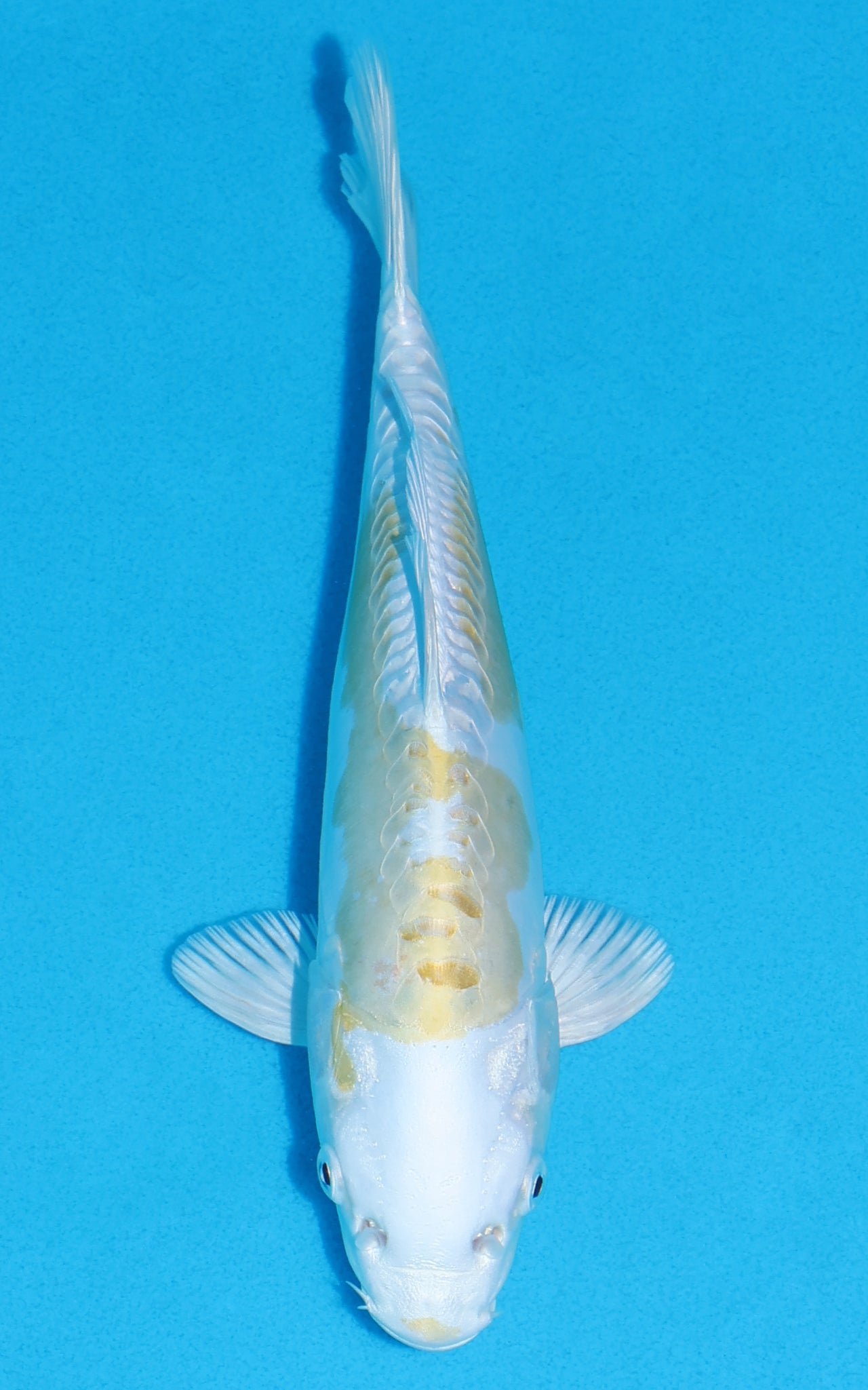 Doitsu Lemon Hariwake - 24cm REF:13344
