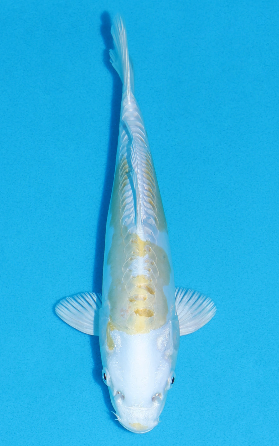 Doitsu Lemon Hariwake - 24cm REF:13344