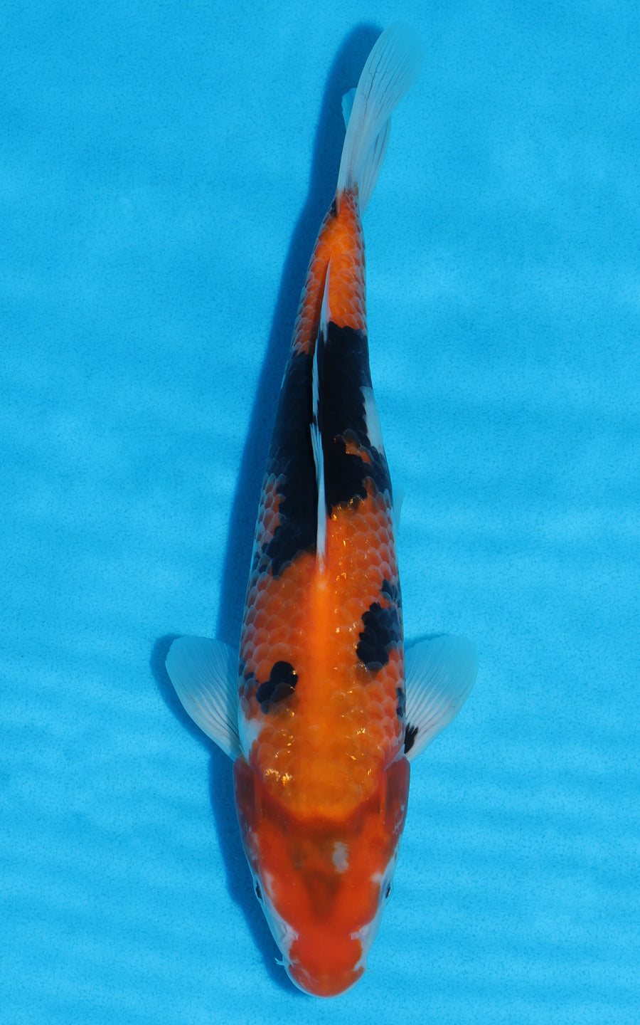 Hi Showa - 28cm REF:13346