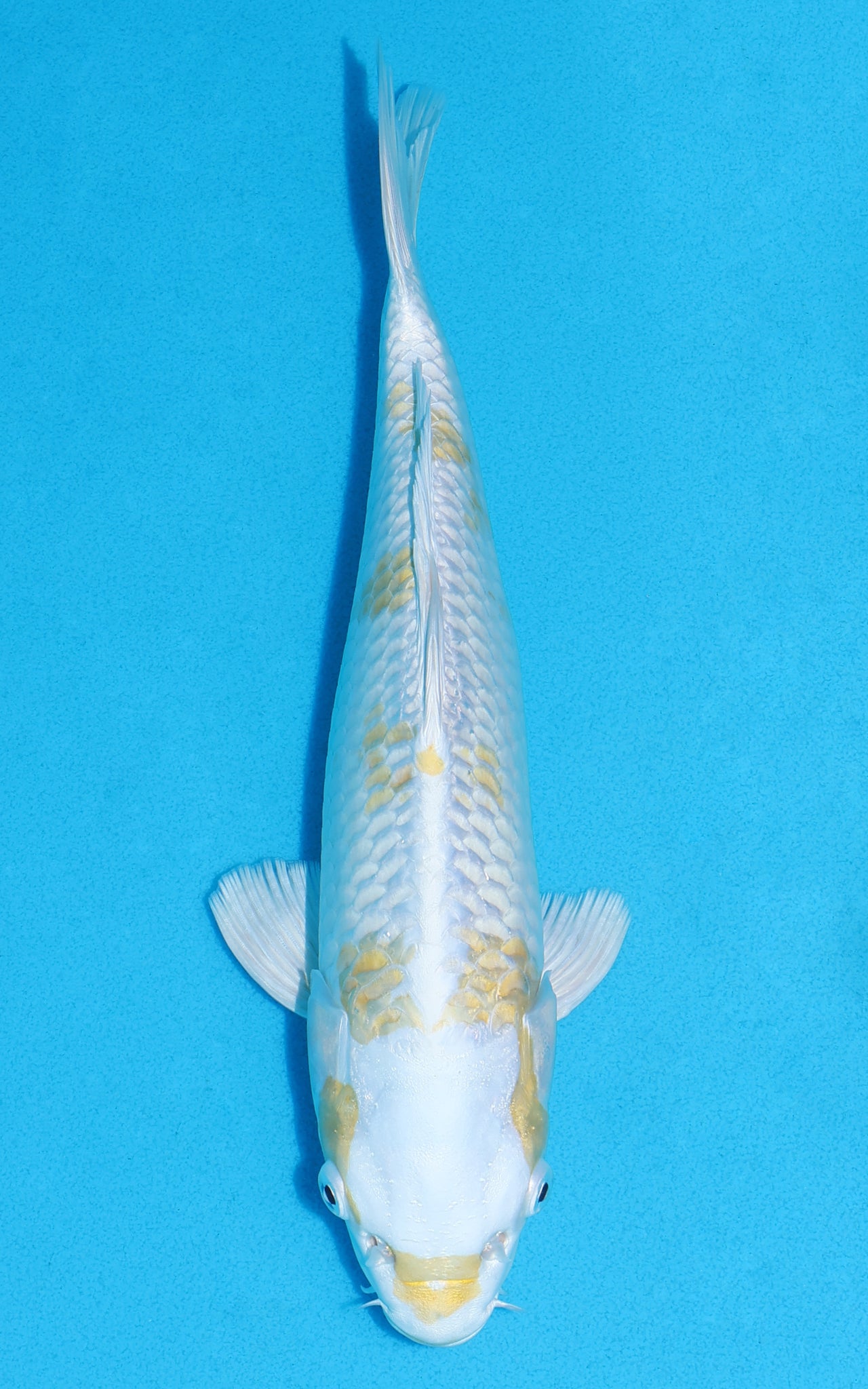 Lemon Hariwake - 29cm REF:13349