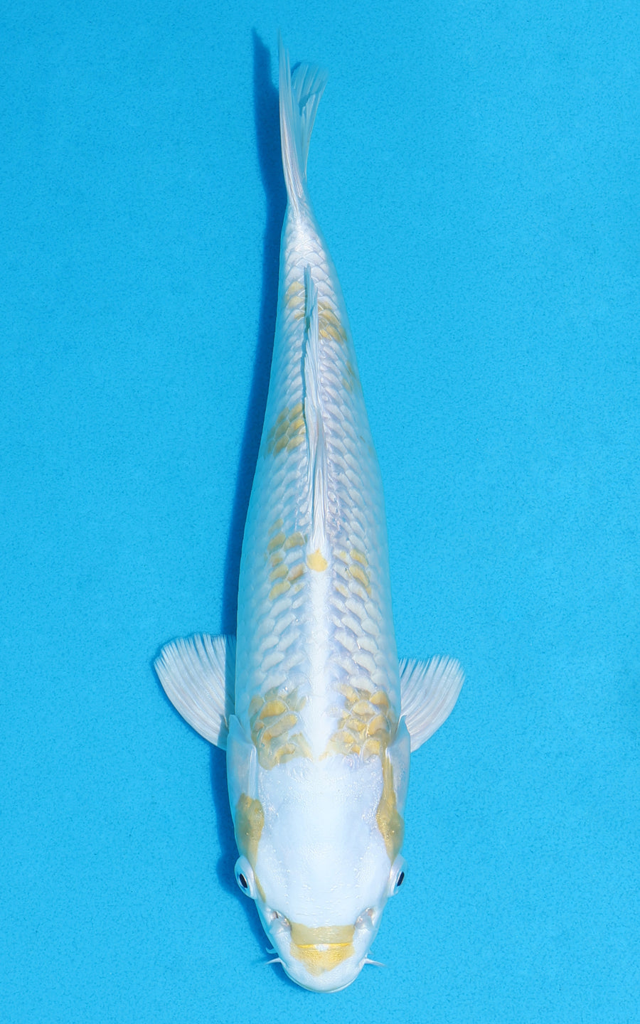 Lemon Hariwake - 29cm REF:13349