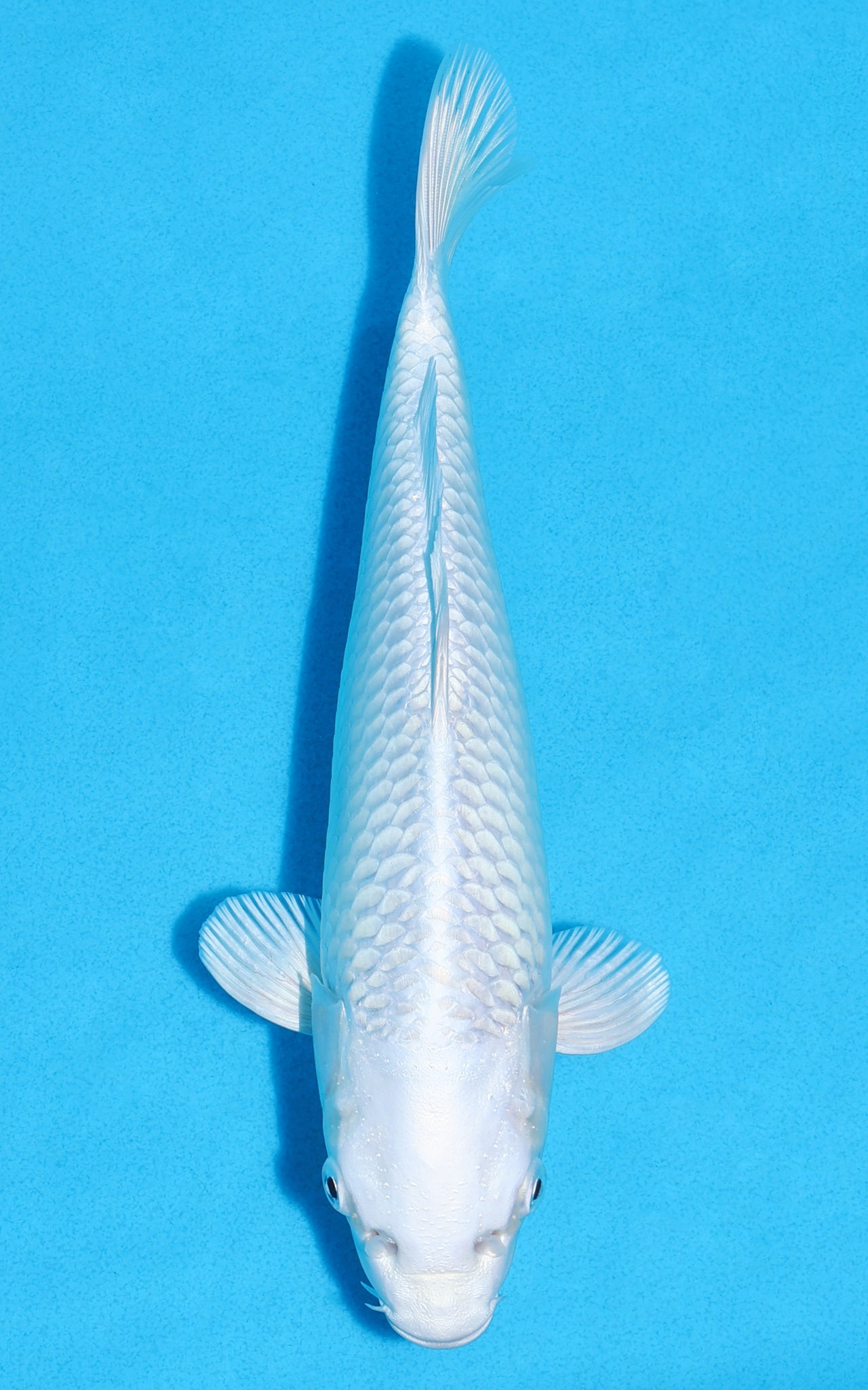 Platinum Ogon - 25cm REF:13351