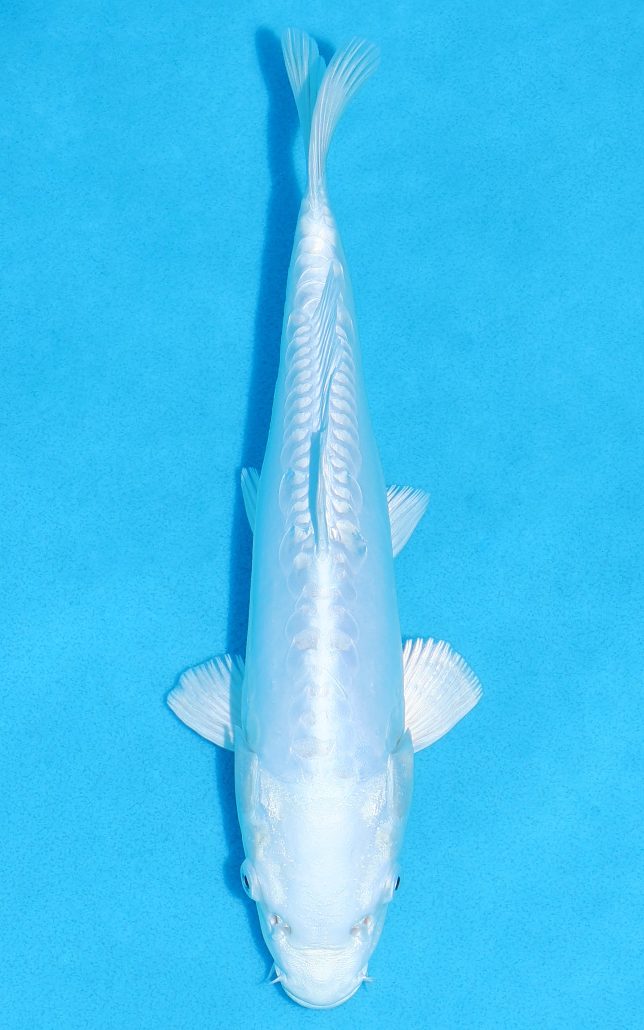 Doitsu Platinum Ogon - 27cm REF:13353
