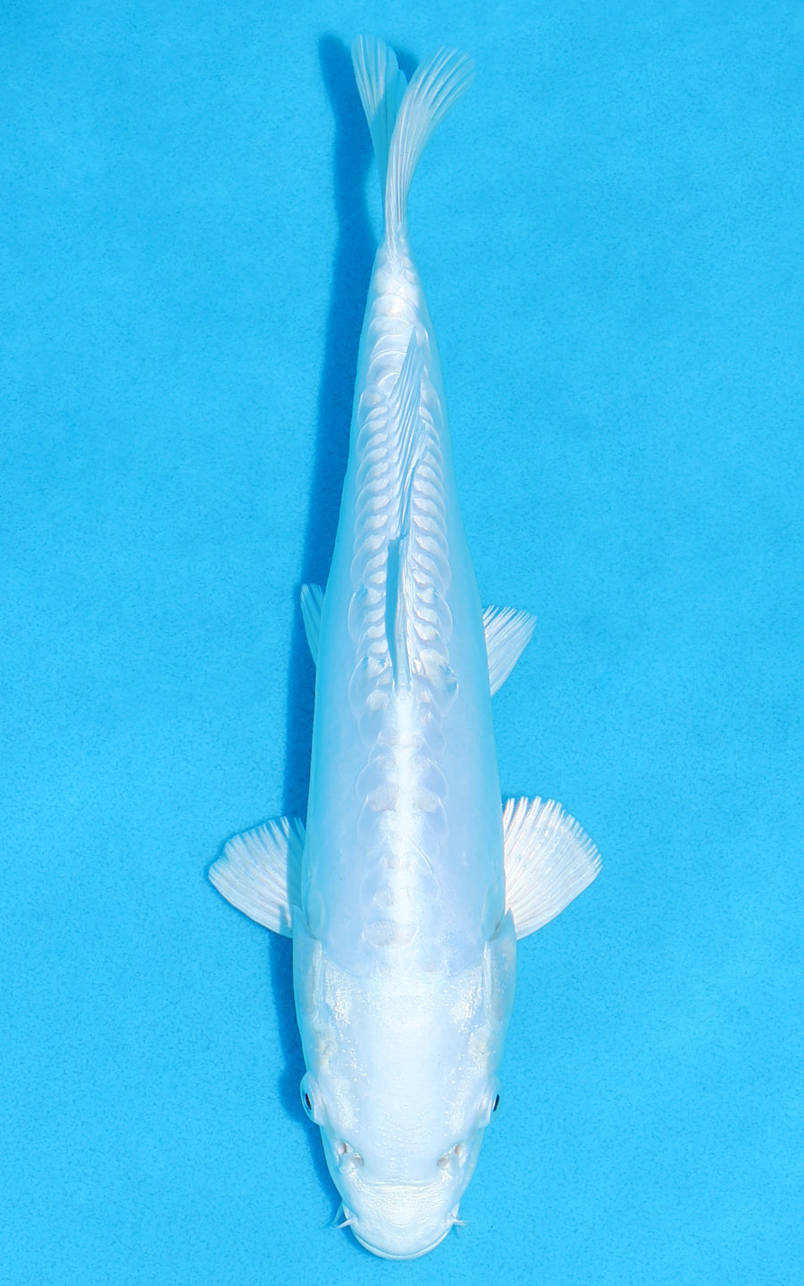 Doitsu Platinum Ogon - 27cm REF:13353