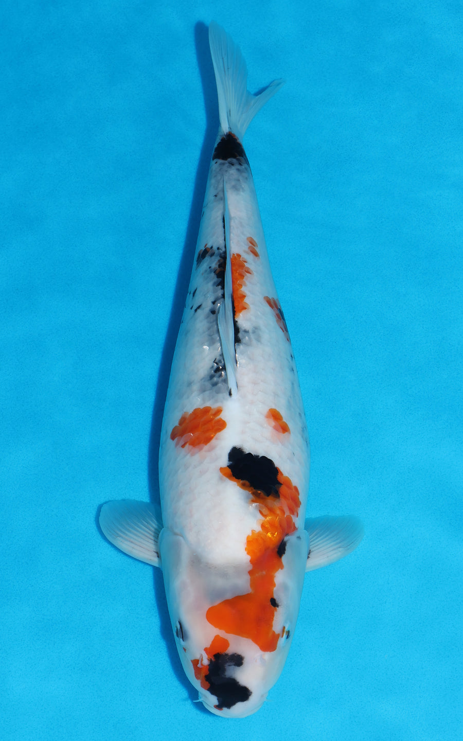 Showa - 45cm REF:39105