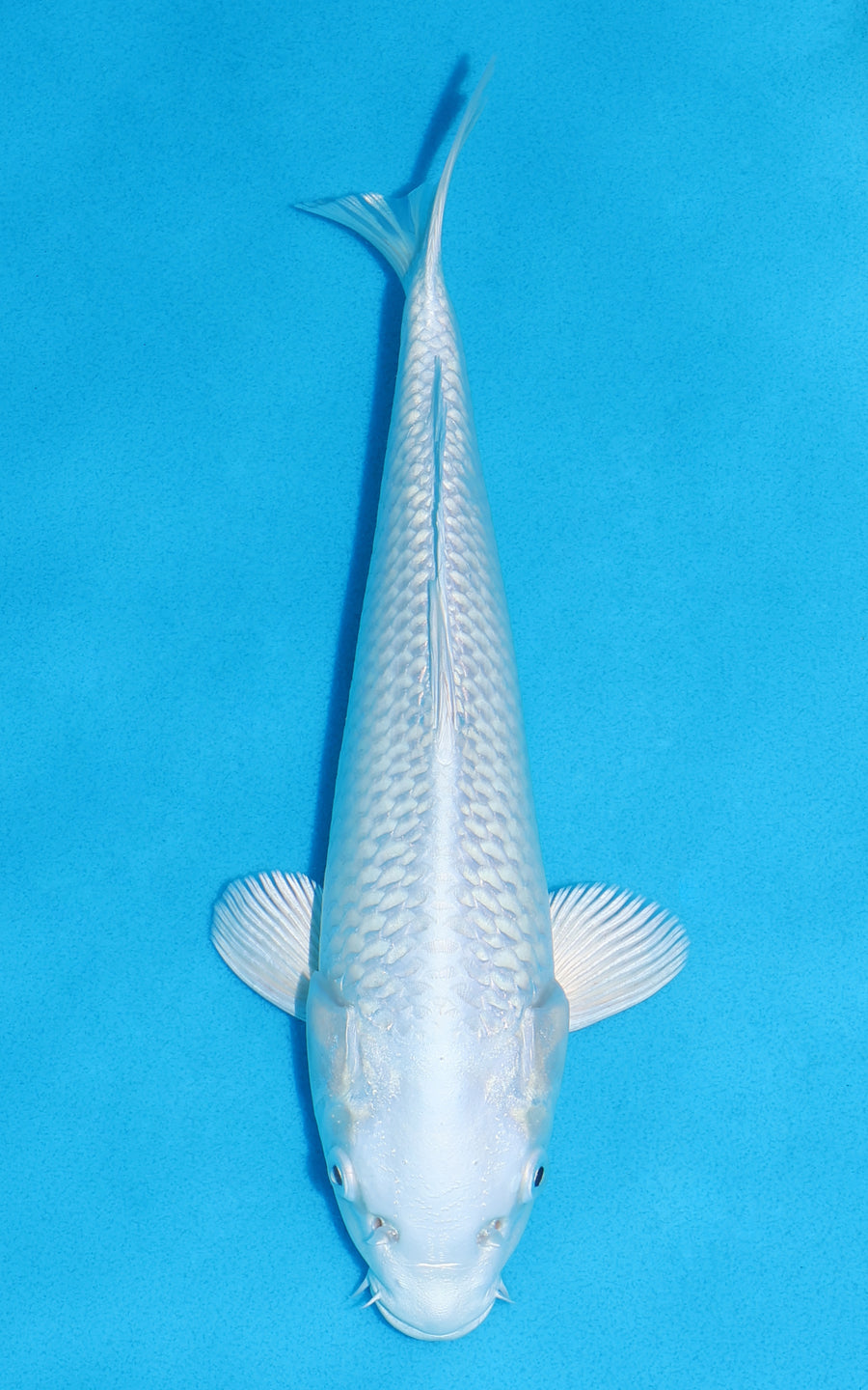 Platinum Ogon - 29cm REF:13354
