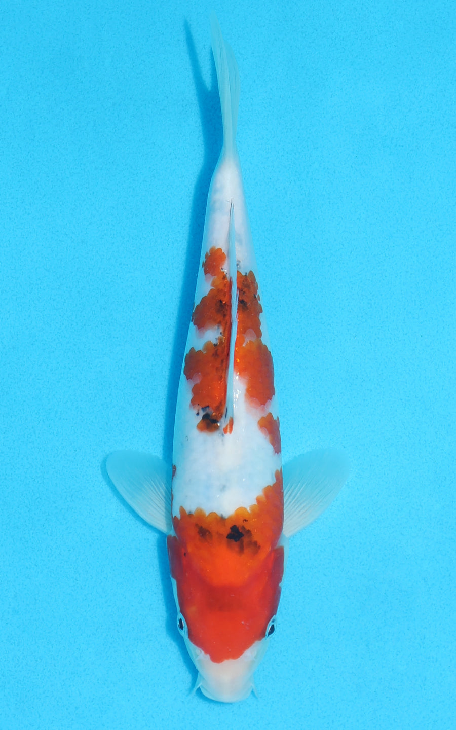 Sanke - 22cm REF:70073