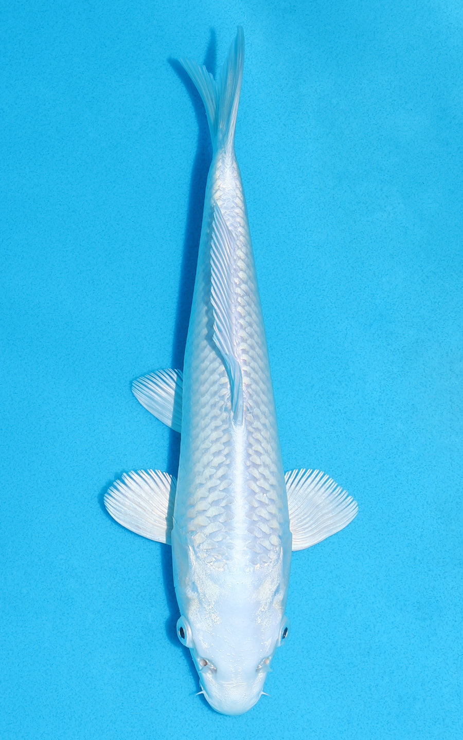 Platinum Ogon - 27cm REF:13359
