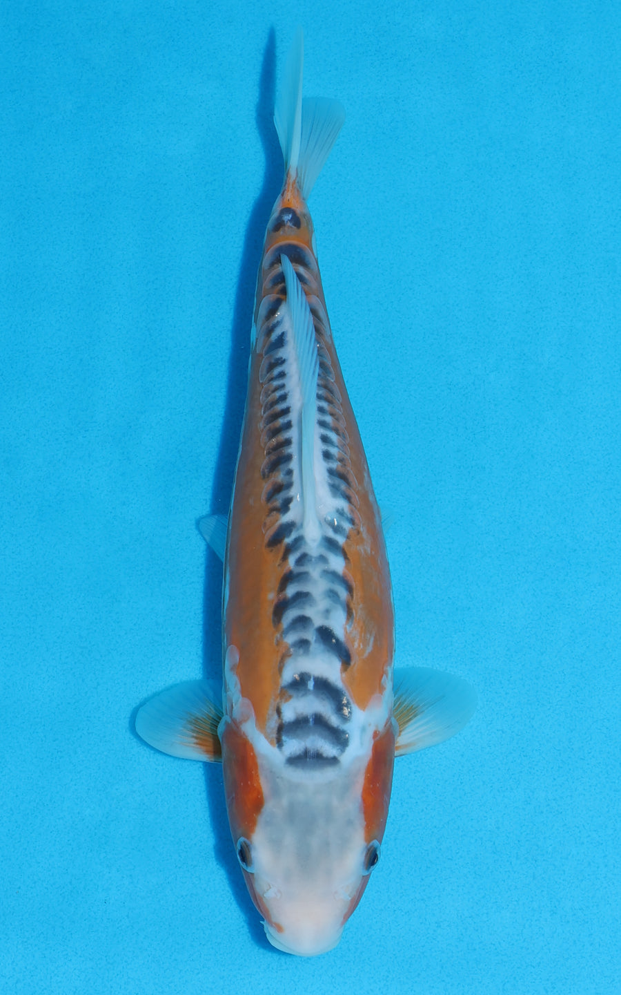 Shusui - 28cm REF:13360