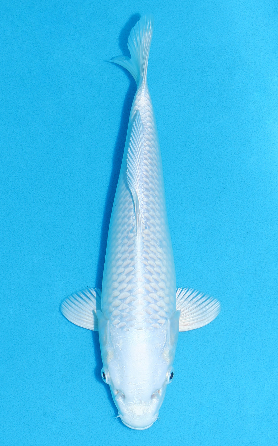 Platinum Ogon - 26cm REF:13363