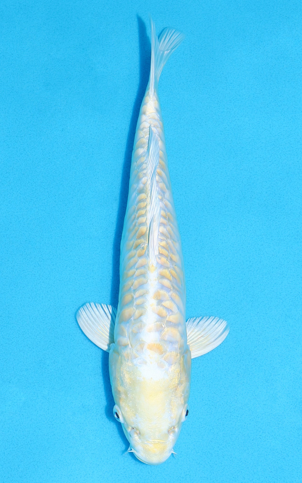 Aragoke Lemon Hariwake - 29cm REF:13365