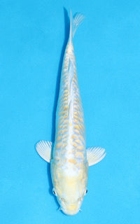 Thumbnail for Aragoke Lemon Hariwake - 29cm REF:13365