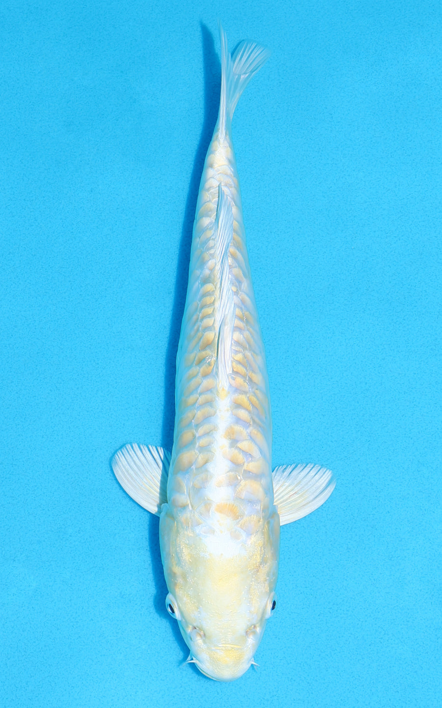 Aragoke Lemon Hariwake - 29cm REF:13365