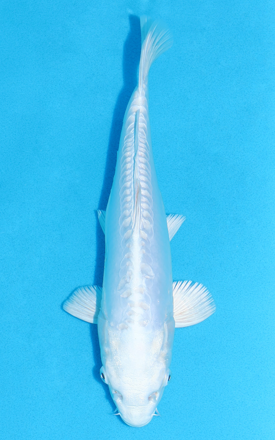 Doitsu Platinum Ogon - 29cm REF:70282