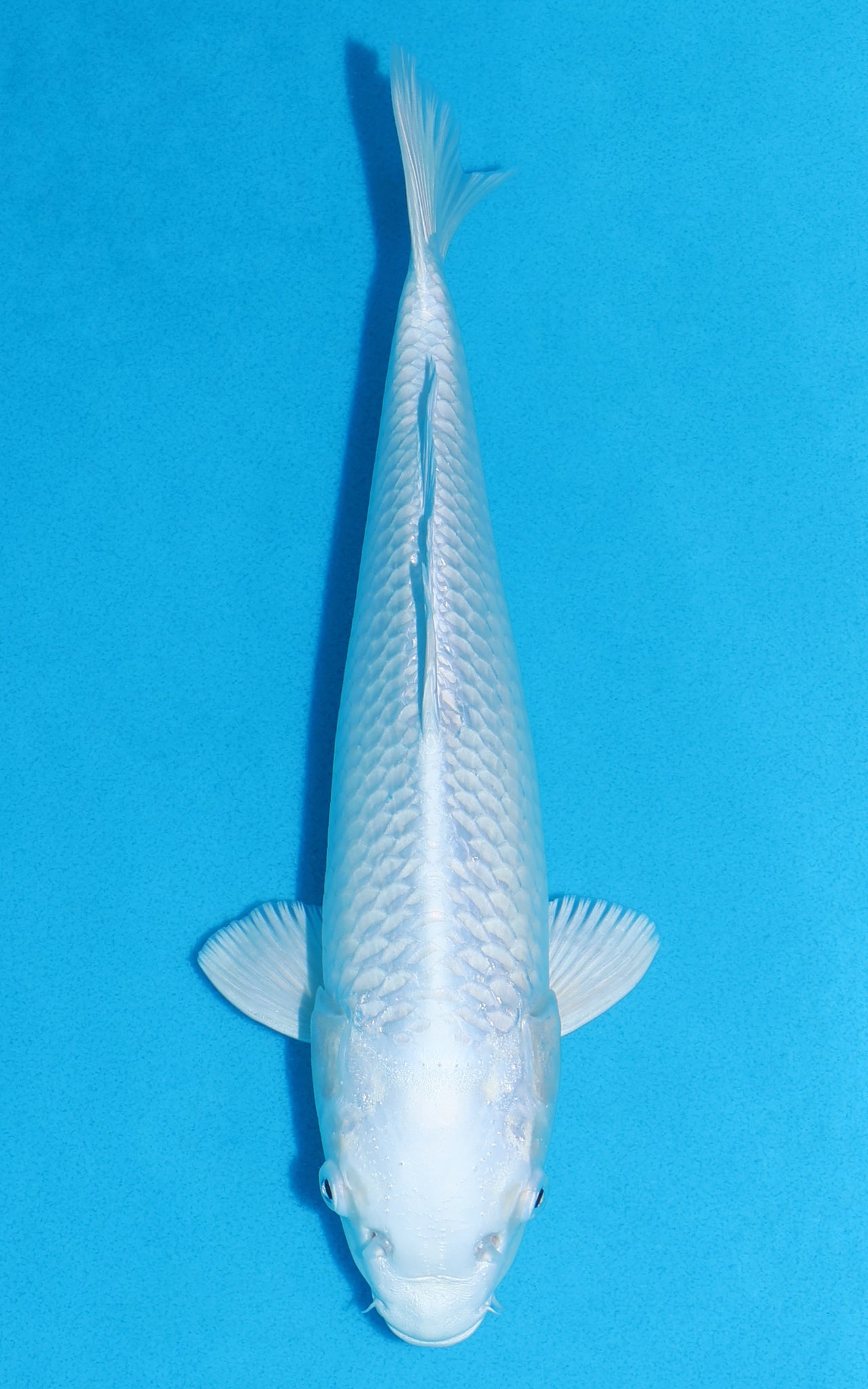 Platinum Ogon - 30cm REF:19408