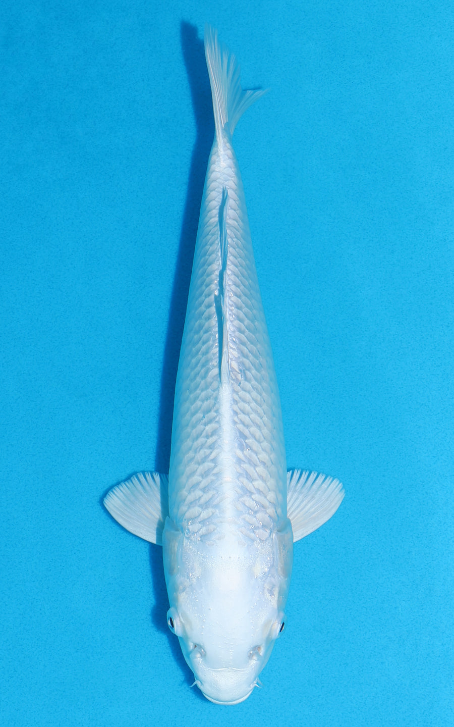 Platinum Ogon - 30cm REF:19408