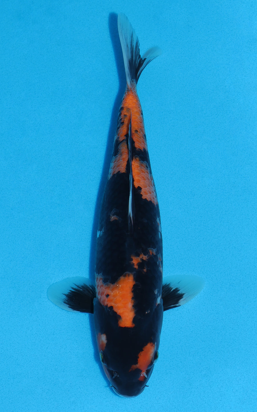 Hi Showa - 29cm REF:13371