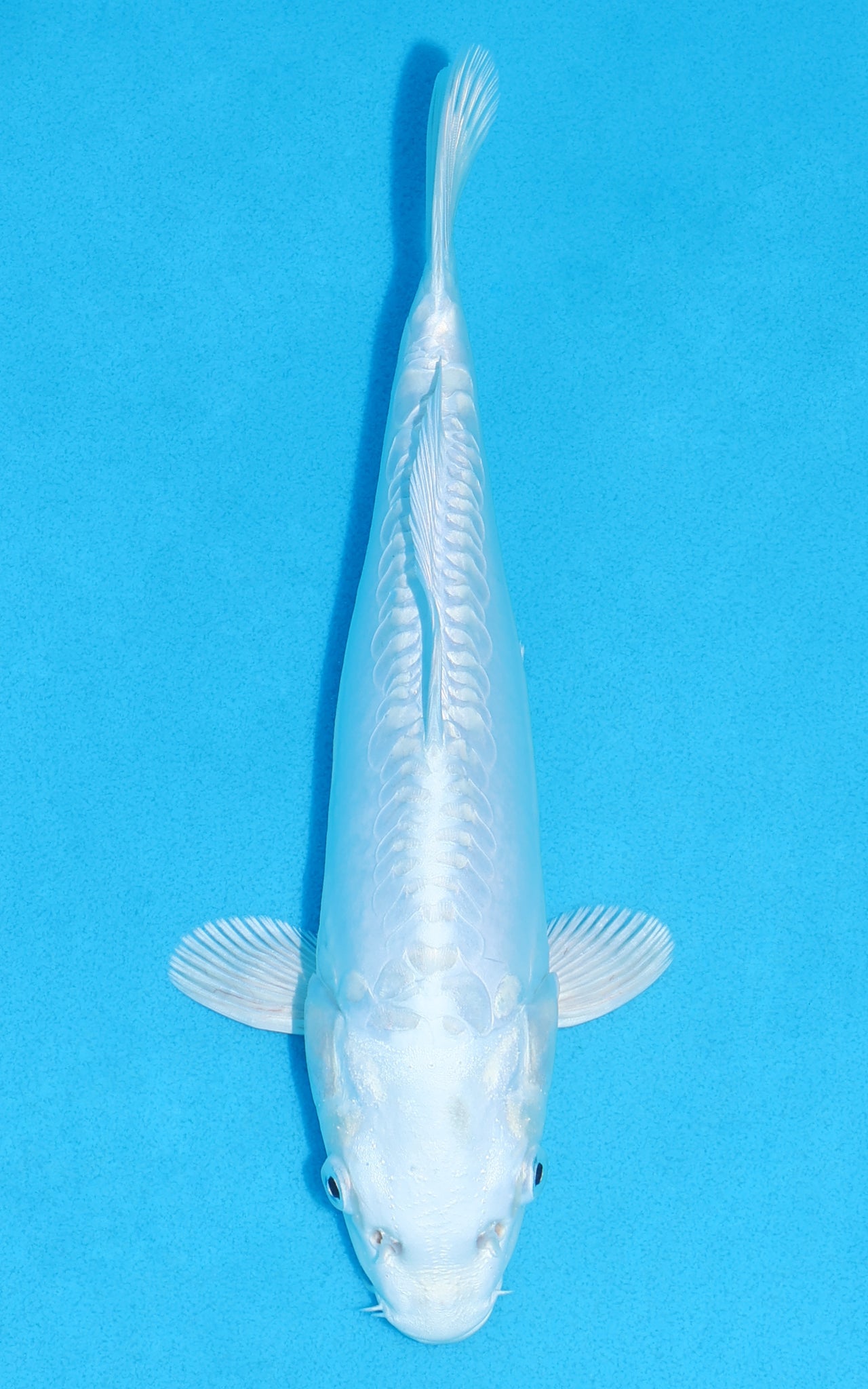 Doitsu Platinum Ogon - 26cm REF:13372