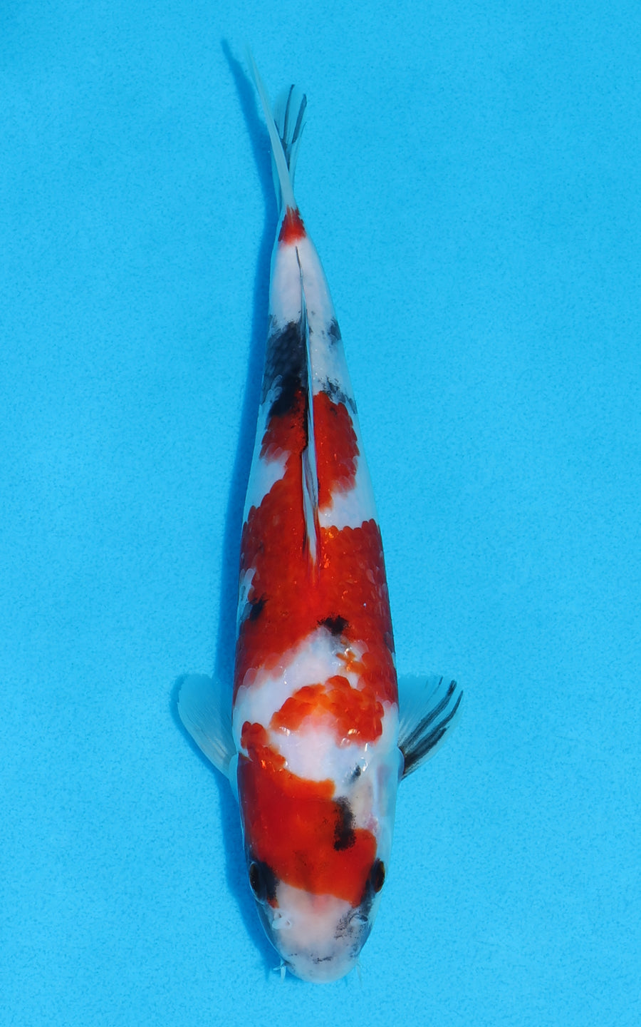 Showa - 24cm REF:70284