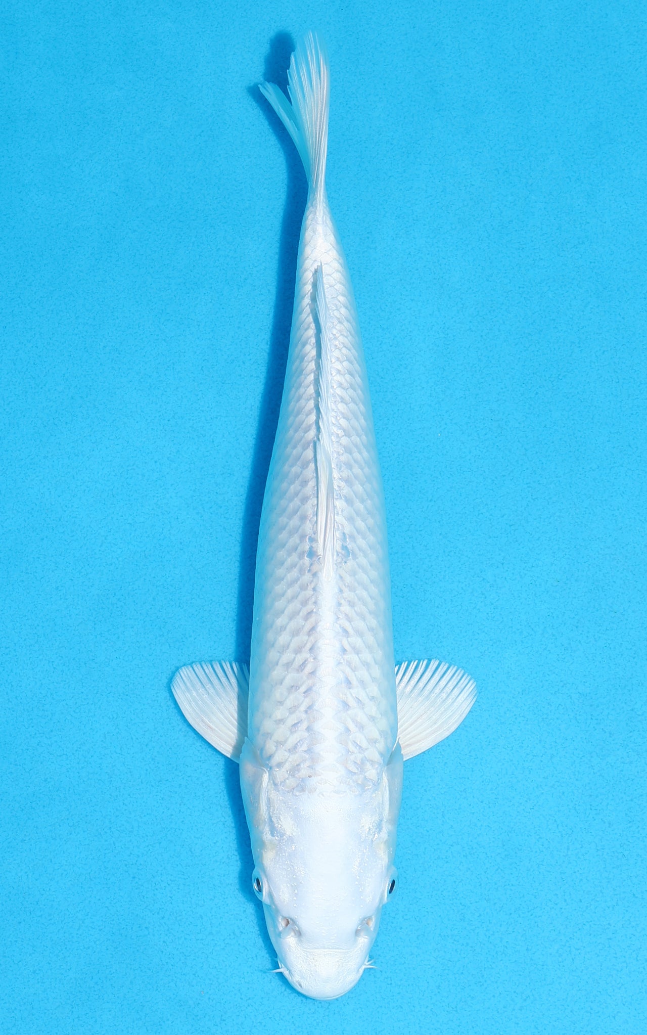 Platinum Ogon - 27cm REF:13375