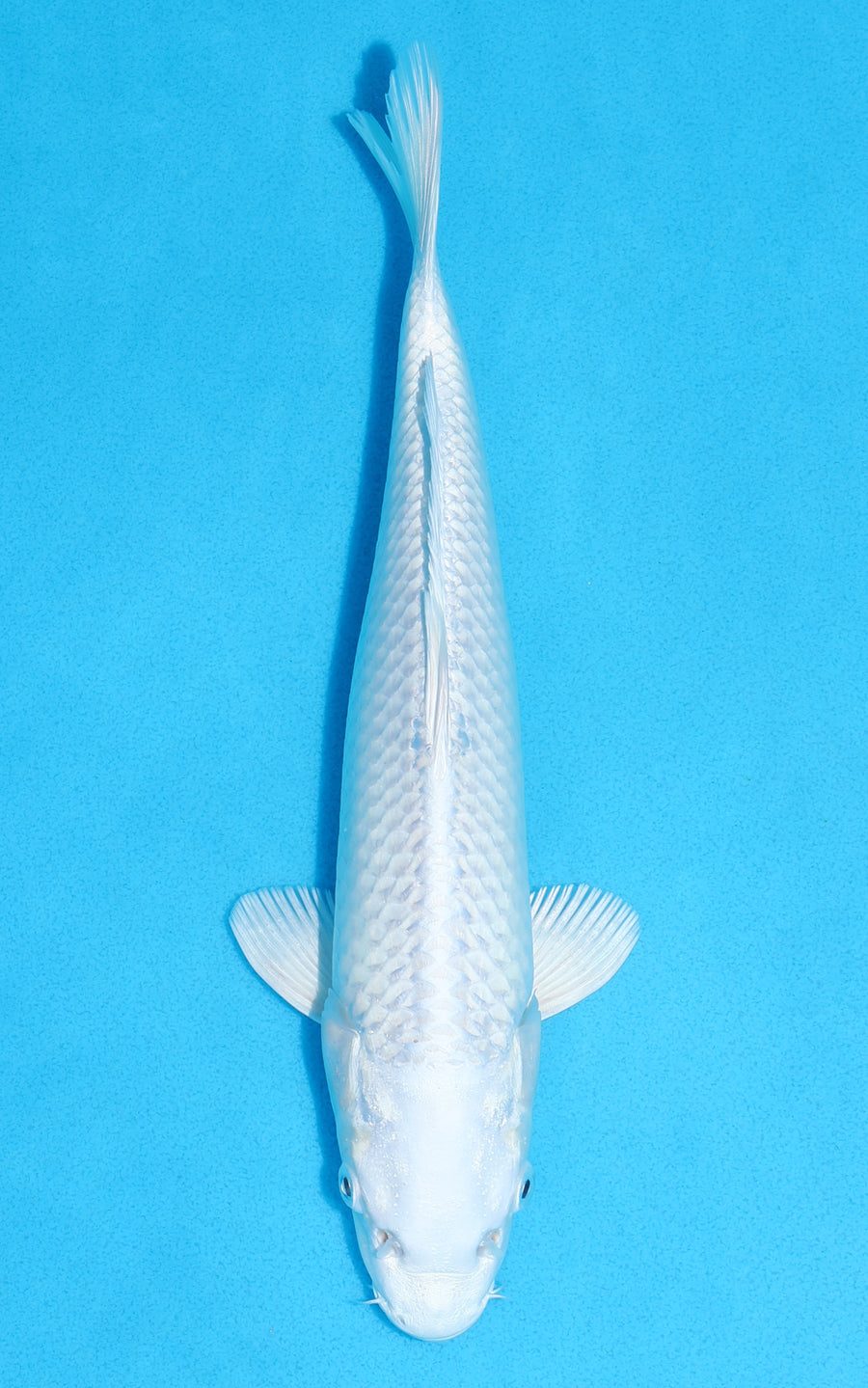 Platinum Ogon - 27cm REF:13375