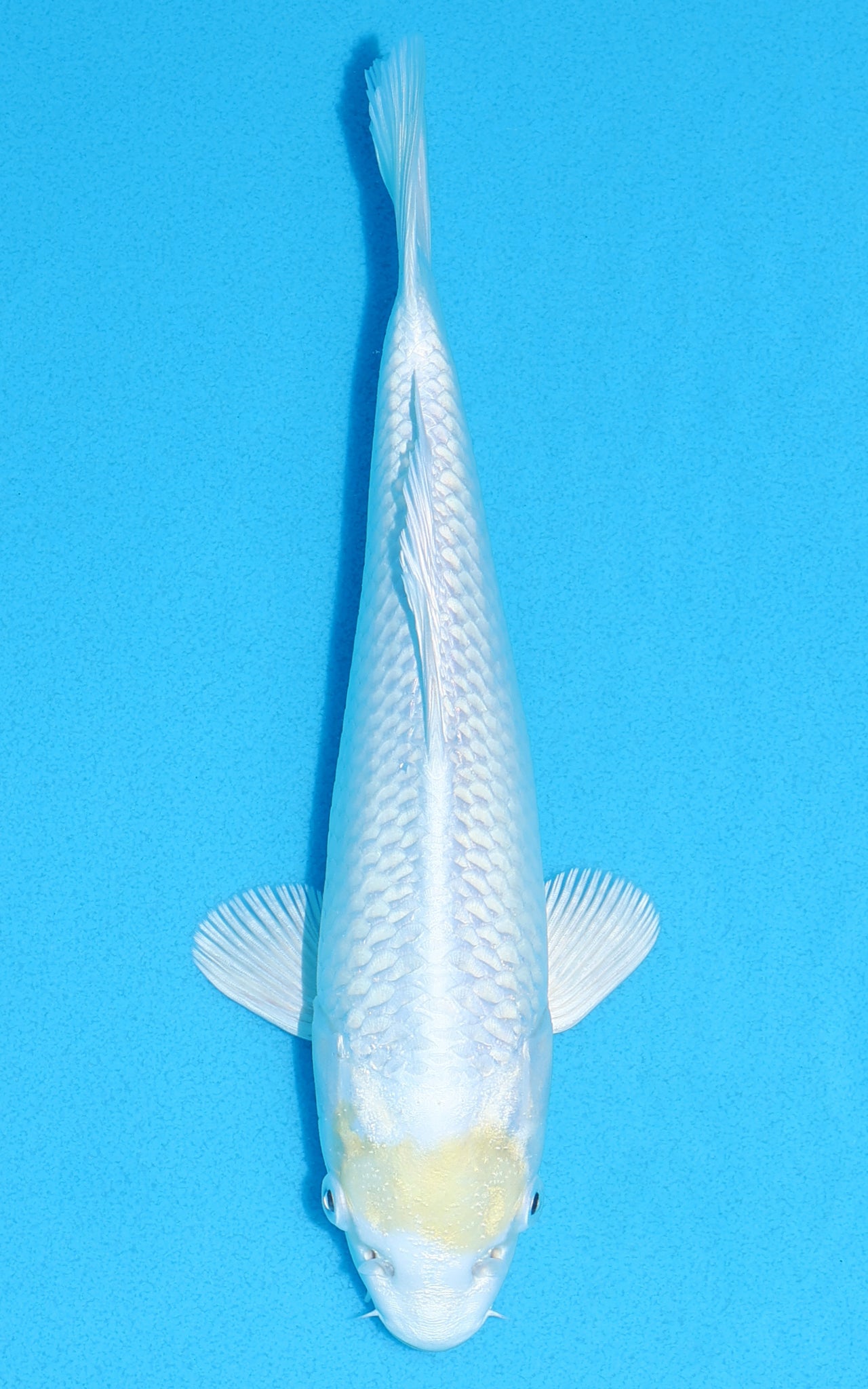 Tancho Lemon Hariwake - 23cm REF:70288