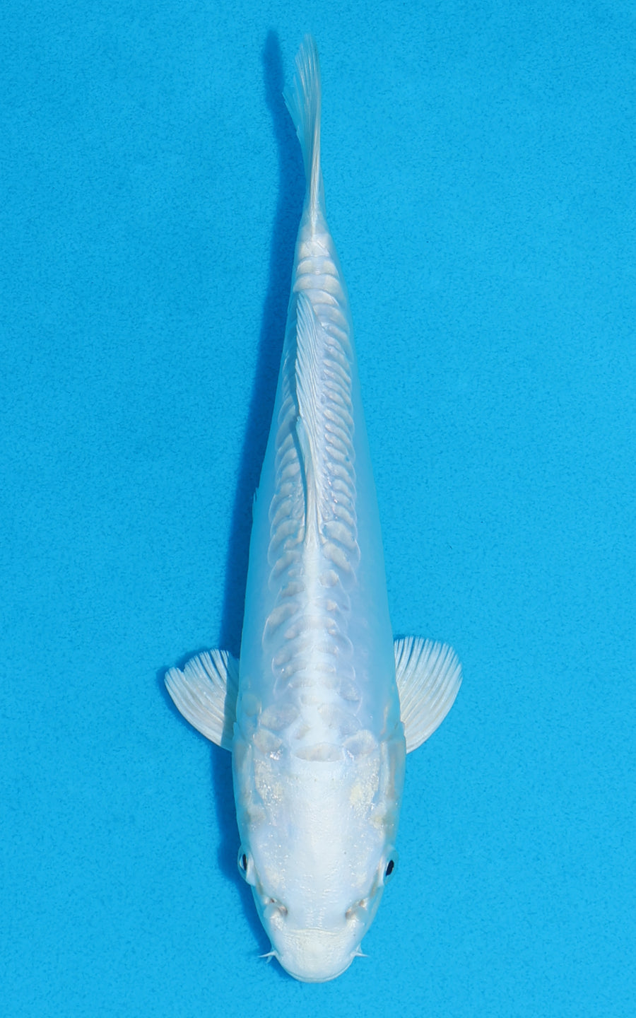 Doitsu Platinum Ogon - 22cm REF:70290