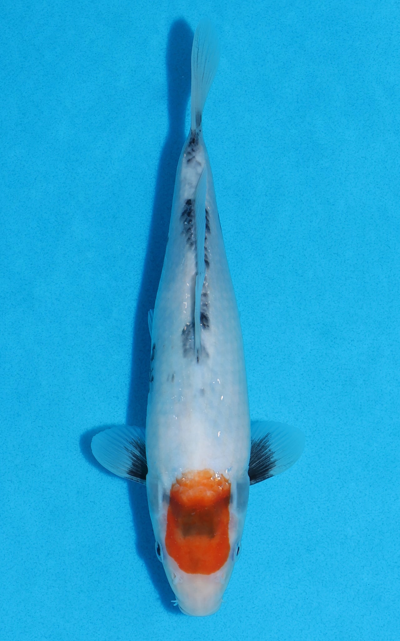 Tancho Showa - 24cm REF:13376