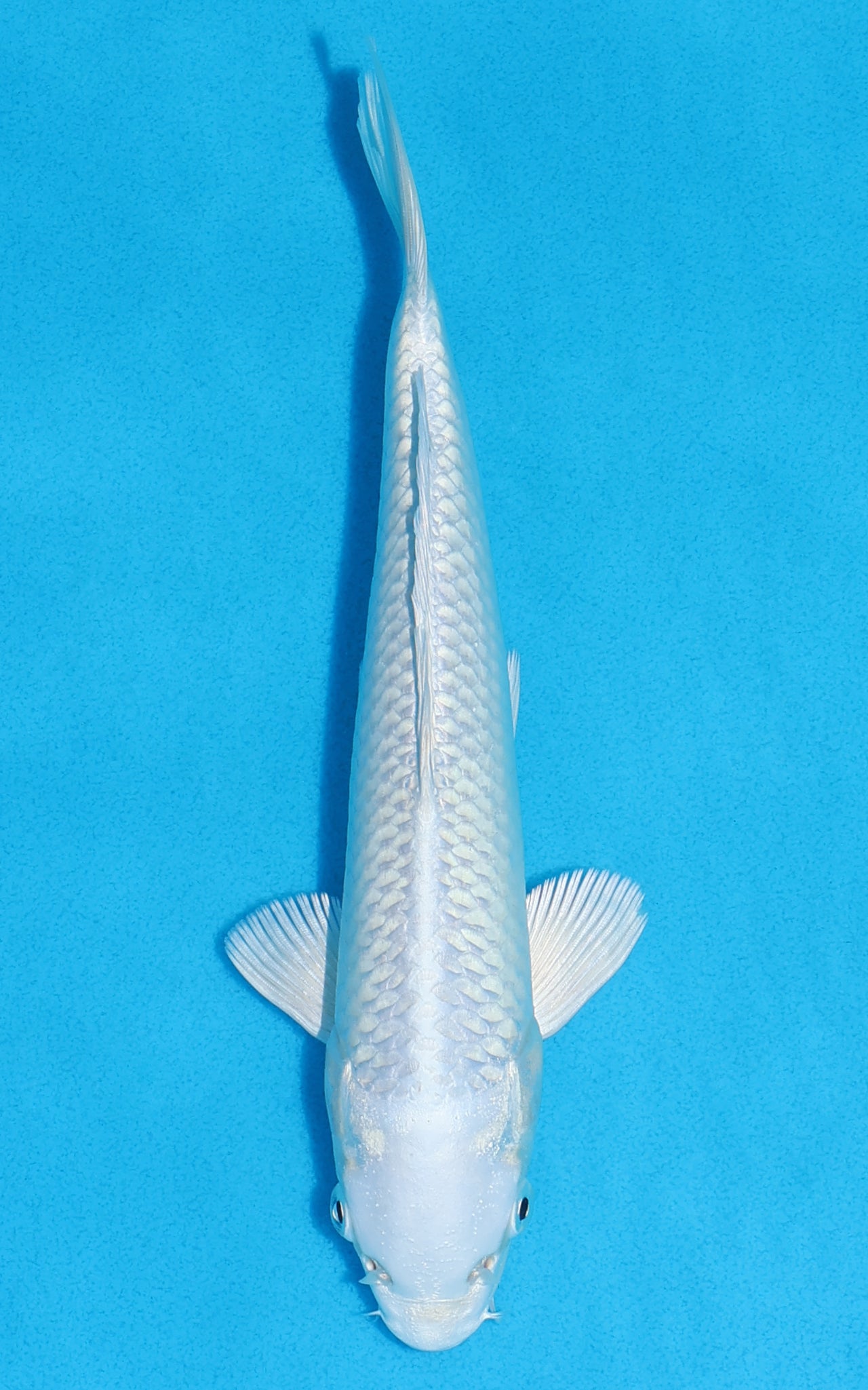 Platinum Ogon - 22cm REF:70293