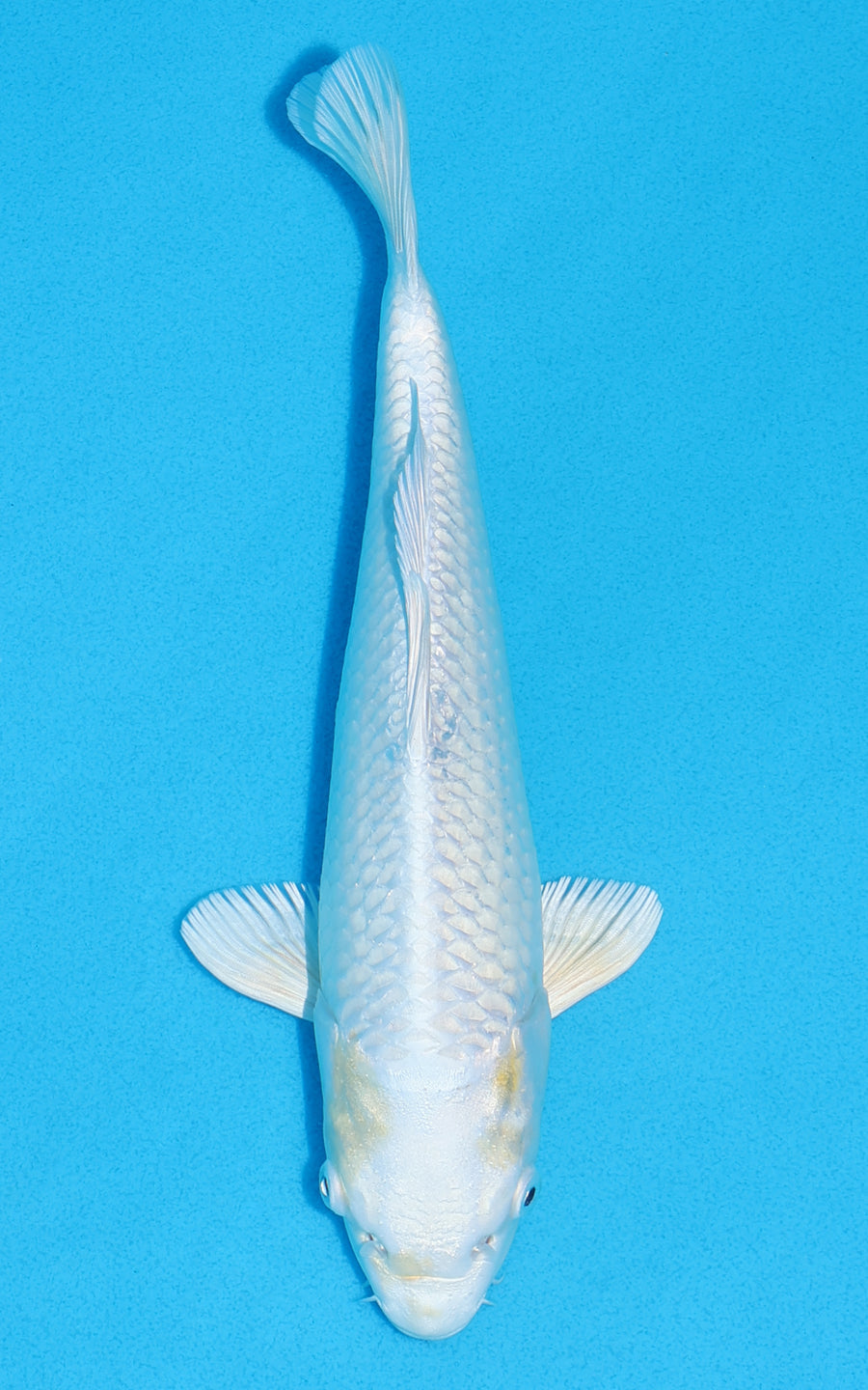 Lemon Hariwake - 24cm REF:70298