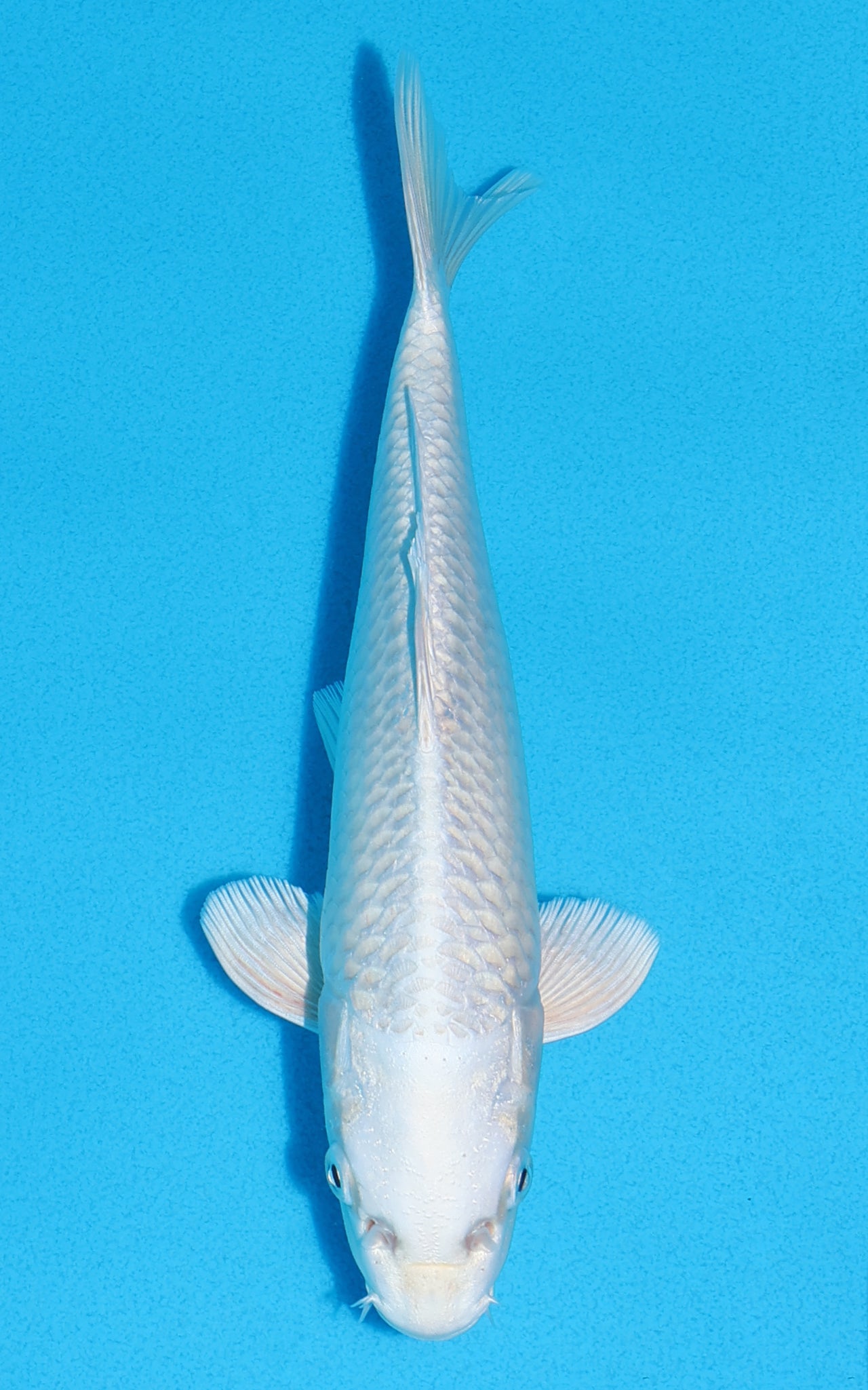 Platinum Ogon - 22cm REF:70301