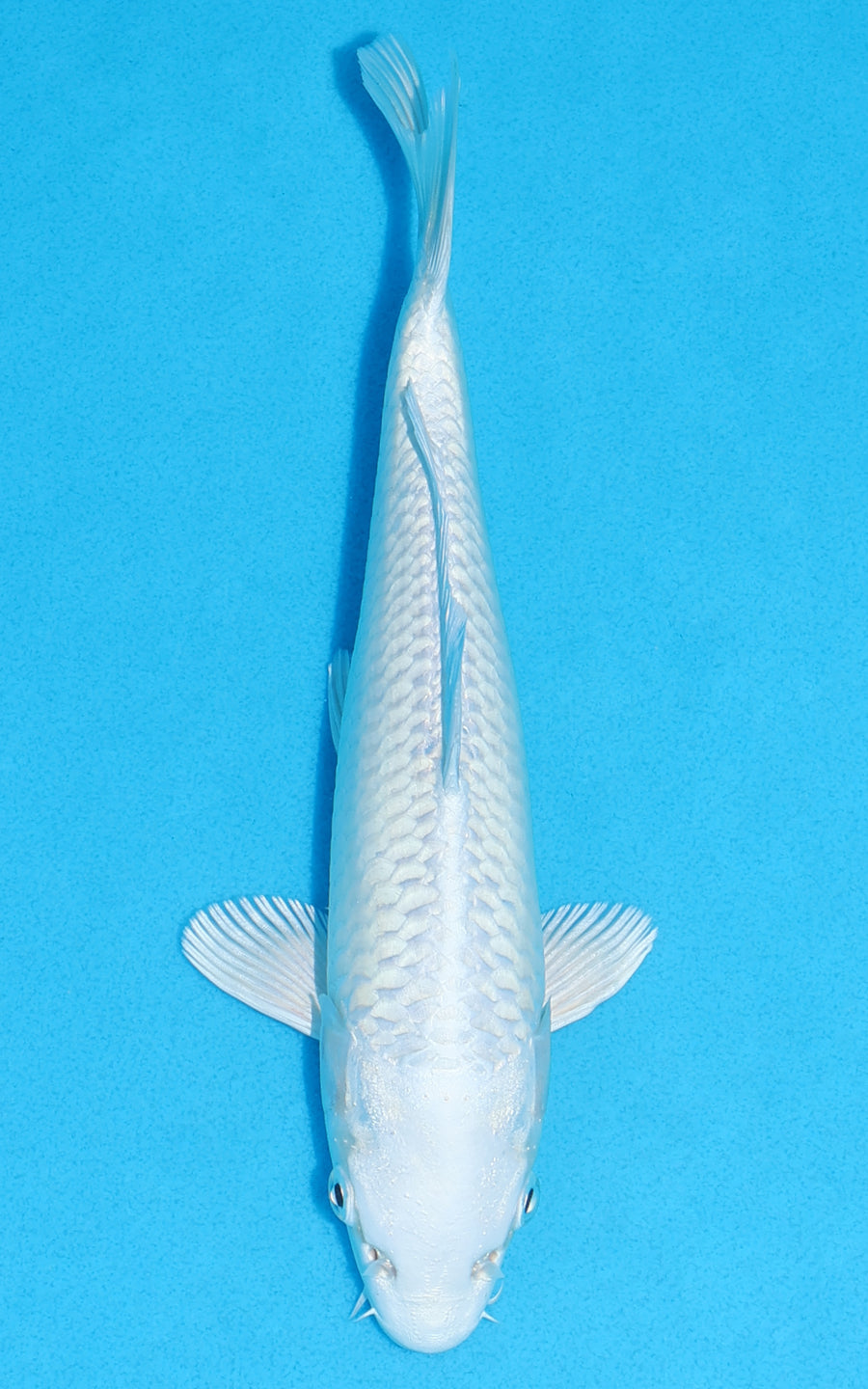 Platinum Ogon - 23cm REF:70303