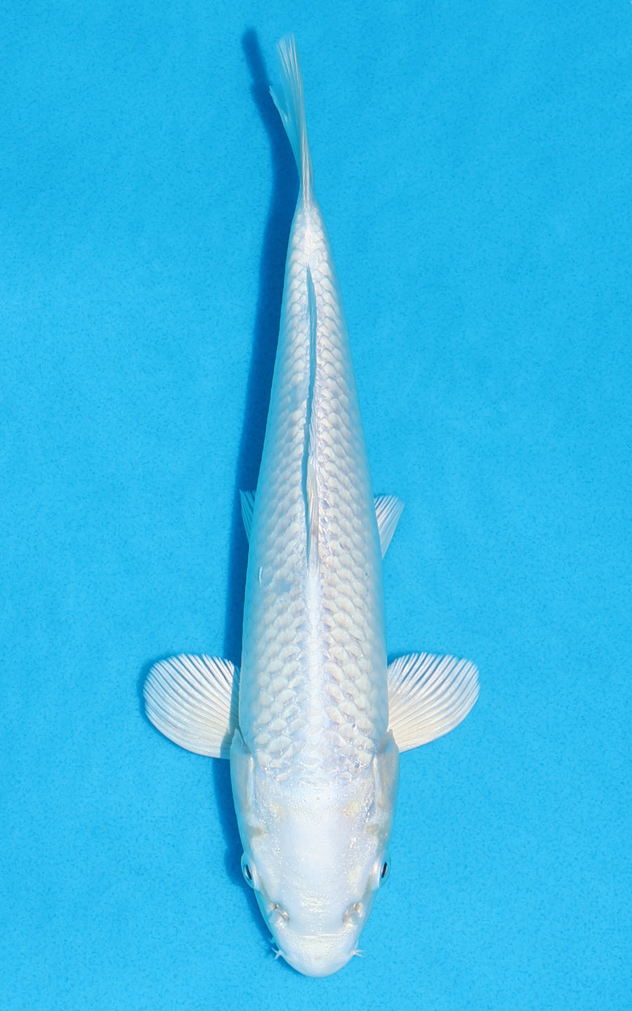 Platinum Ogon - 23cm REF:70305