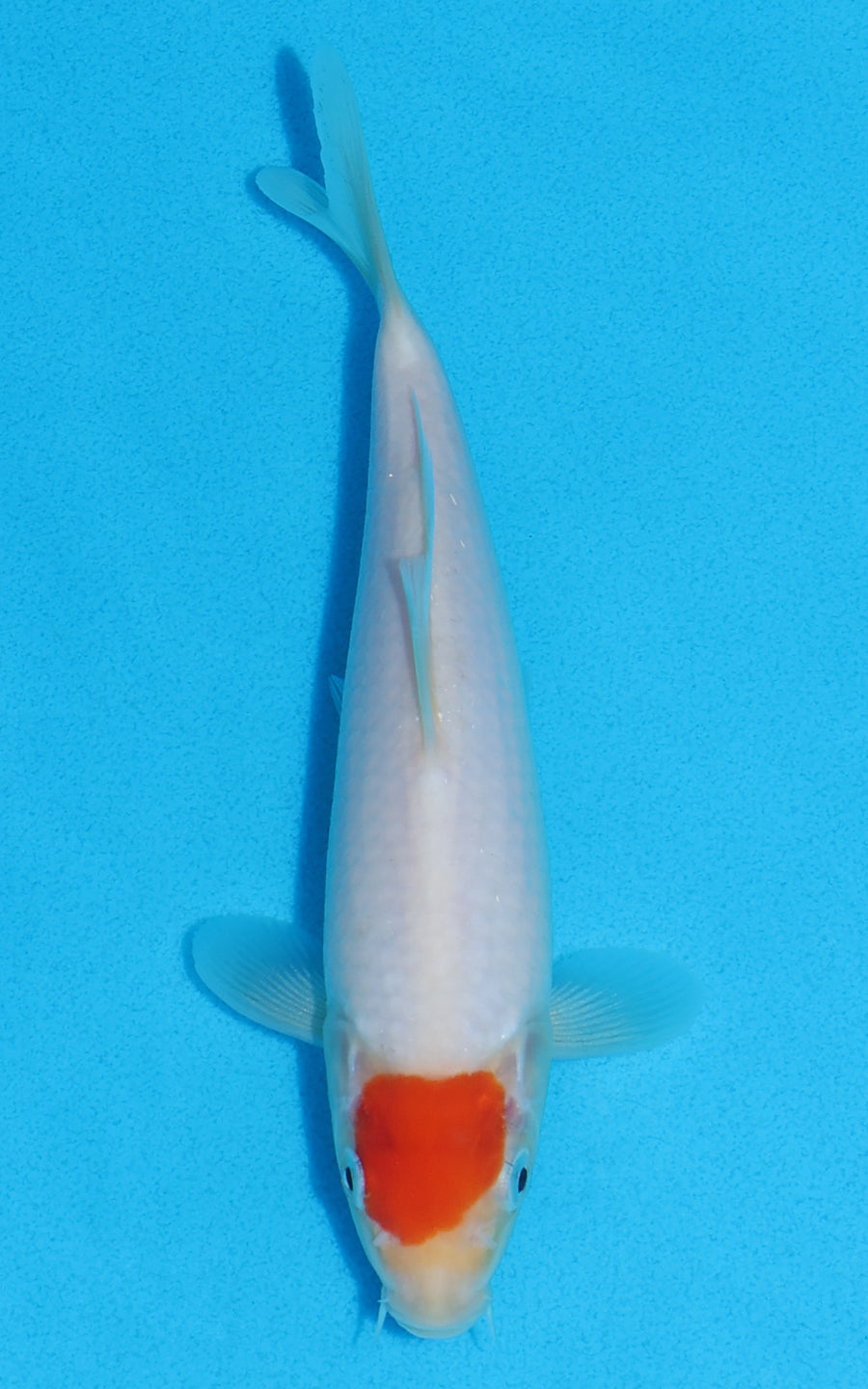 Tancho Kohaku - 19cm REF:70310