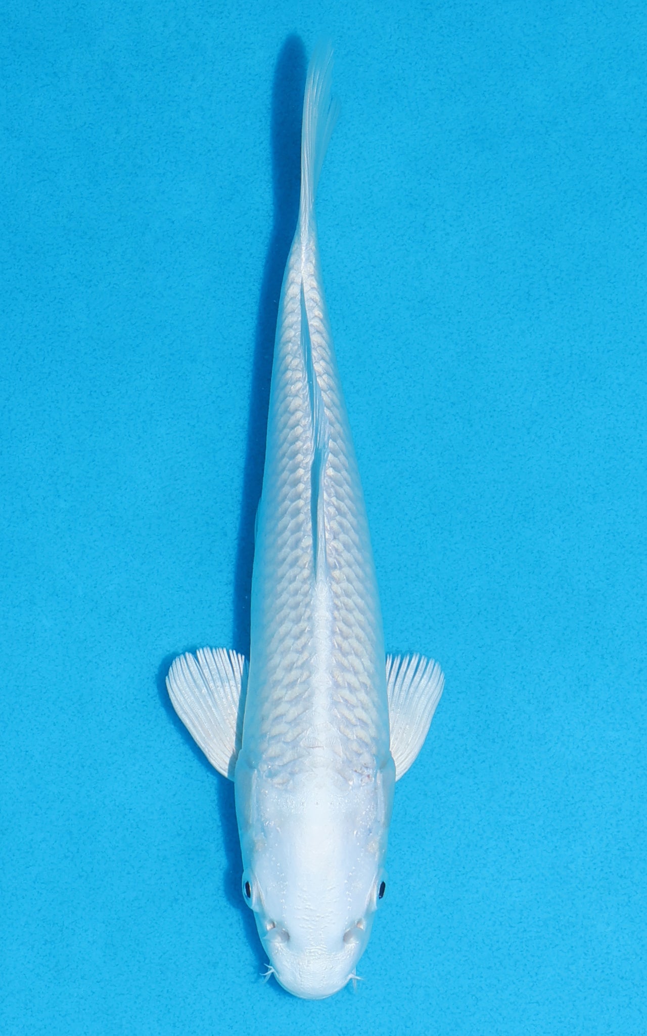 Platinum Ogon - 21cm REF:70311