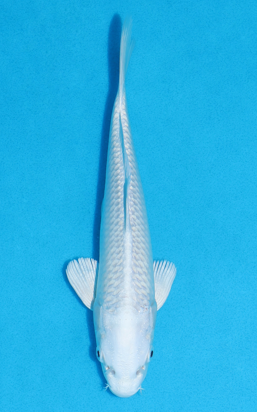 Platinum Ogon - 21cm REF:70311
