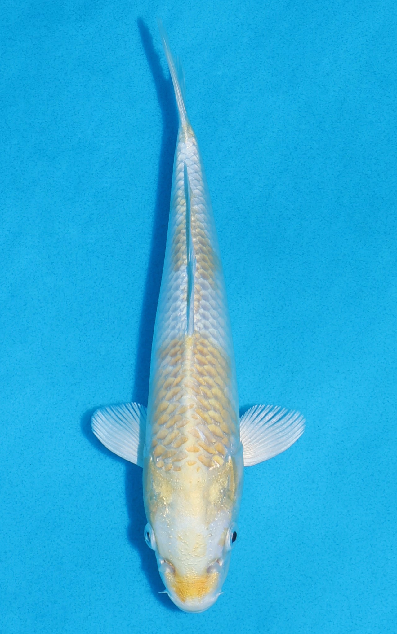 Lemon Hariwake - 22cm REF:70314