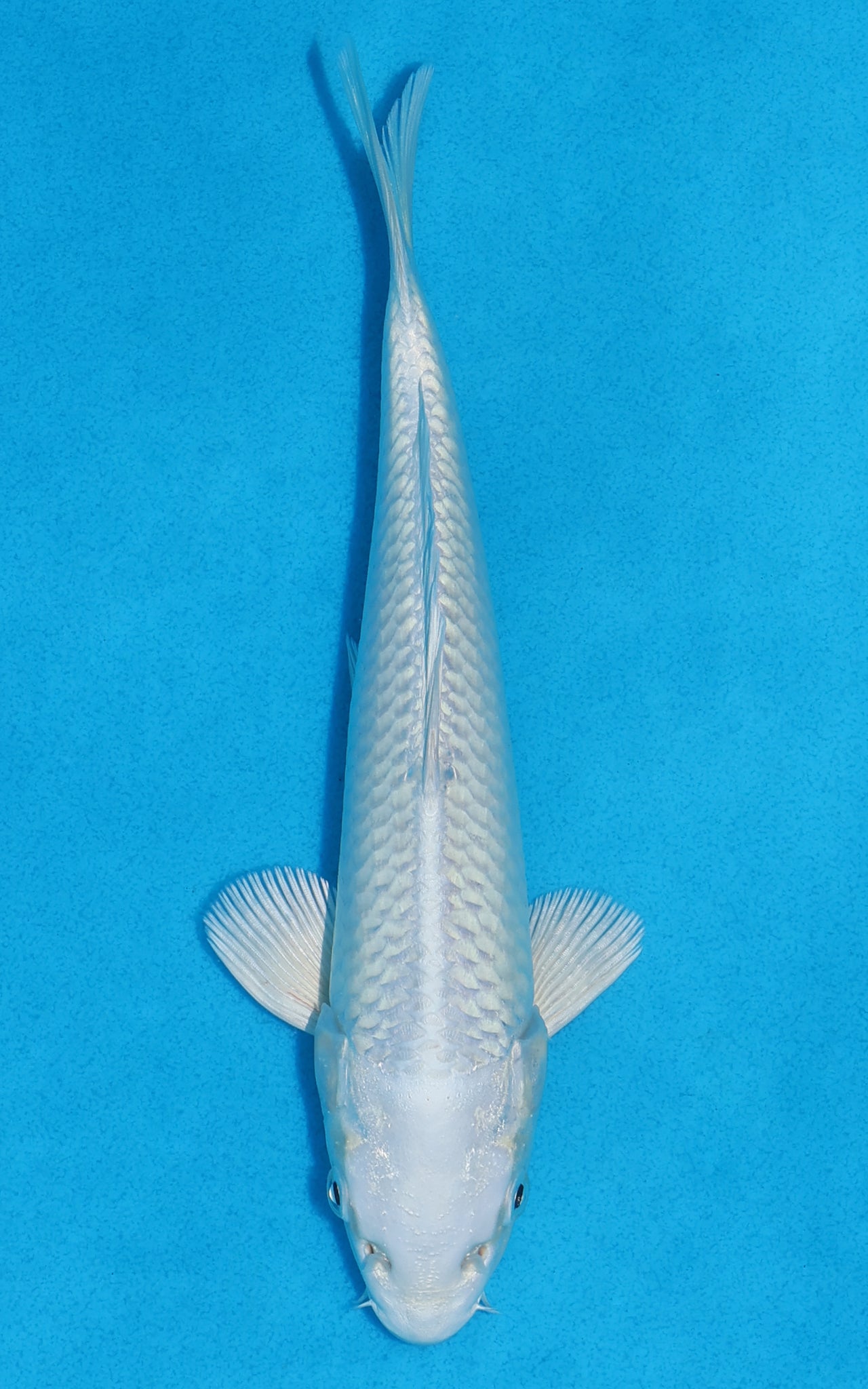 Platinum Ogon - 22cm REF:70315