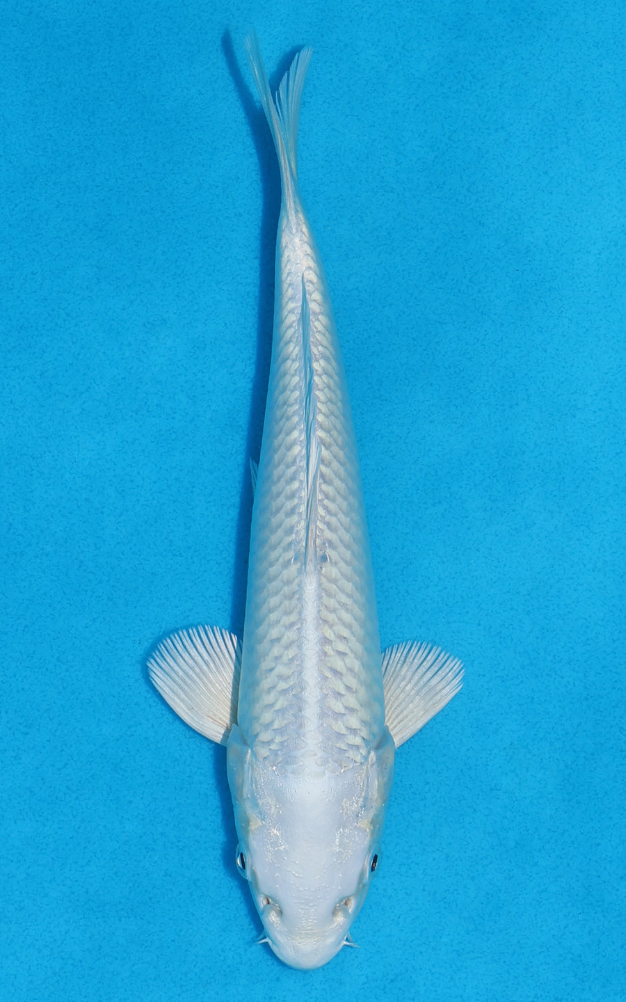 Platinum Ogon - 22cm REF:70315