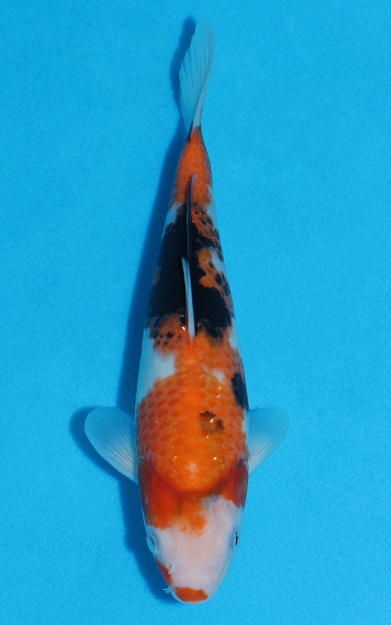 Showa - 26cm REF:70318