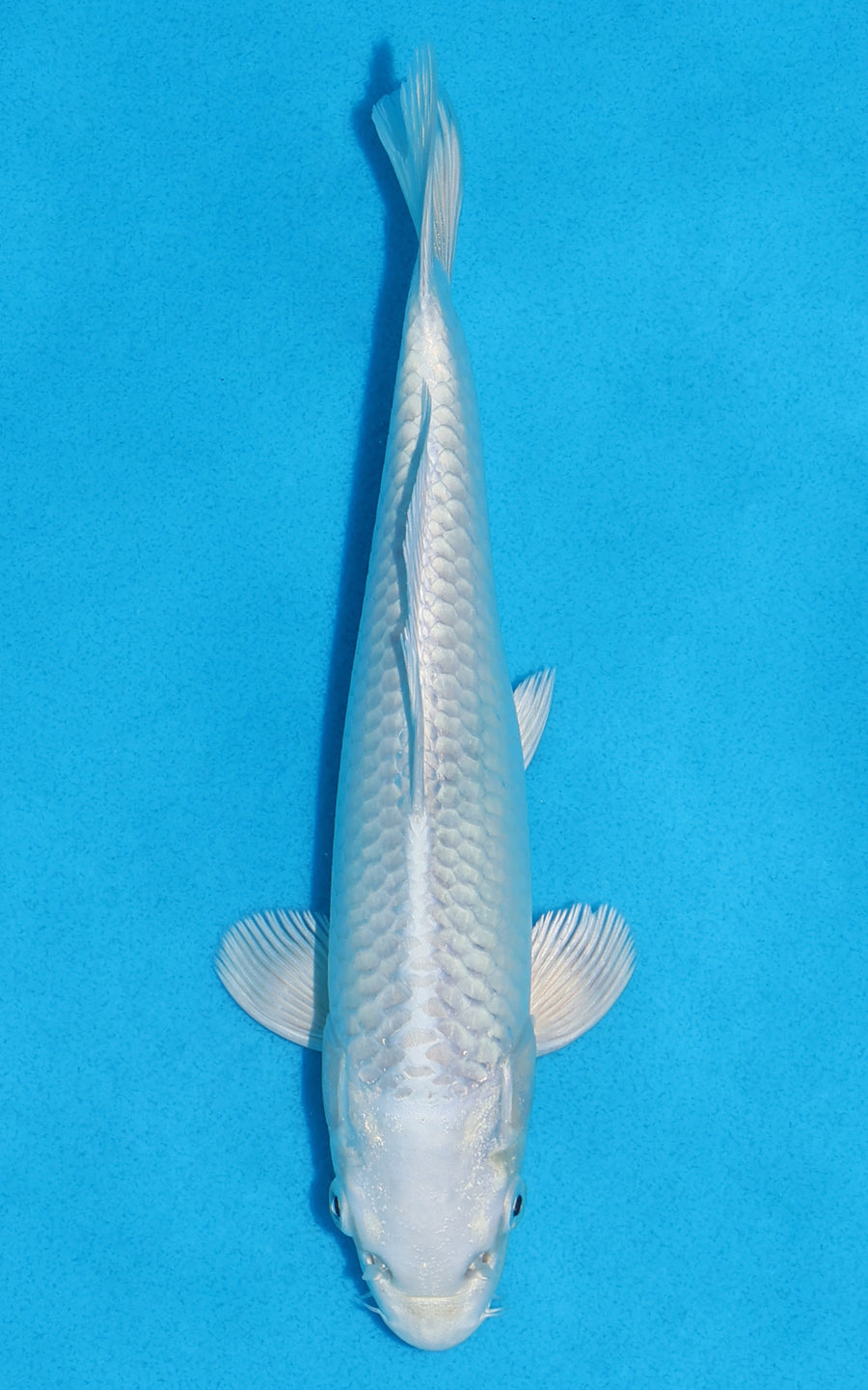 Platinum Ogon - 22cm REF:70320