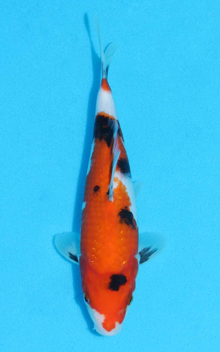 Showa - 22cm REF:70105