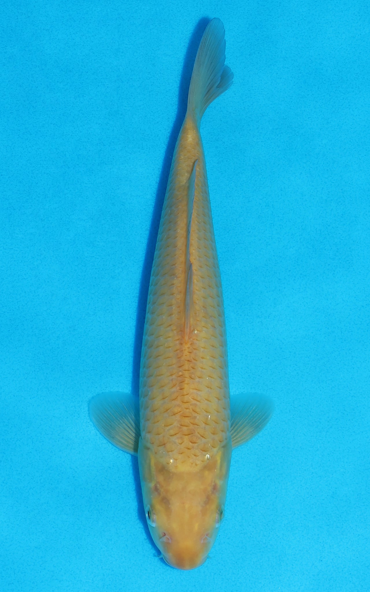 Karashigoi - 26cm REF:13378