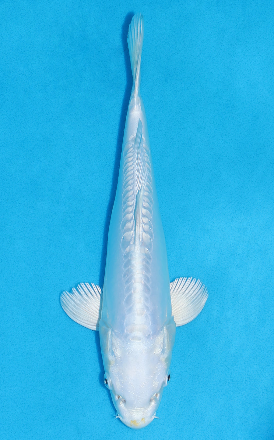 Doitsu Platinum Ogon - 26cm REF:70323
