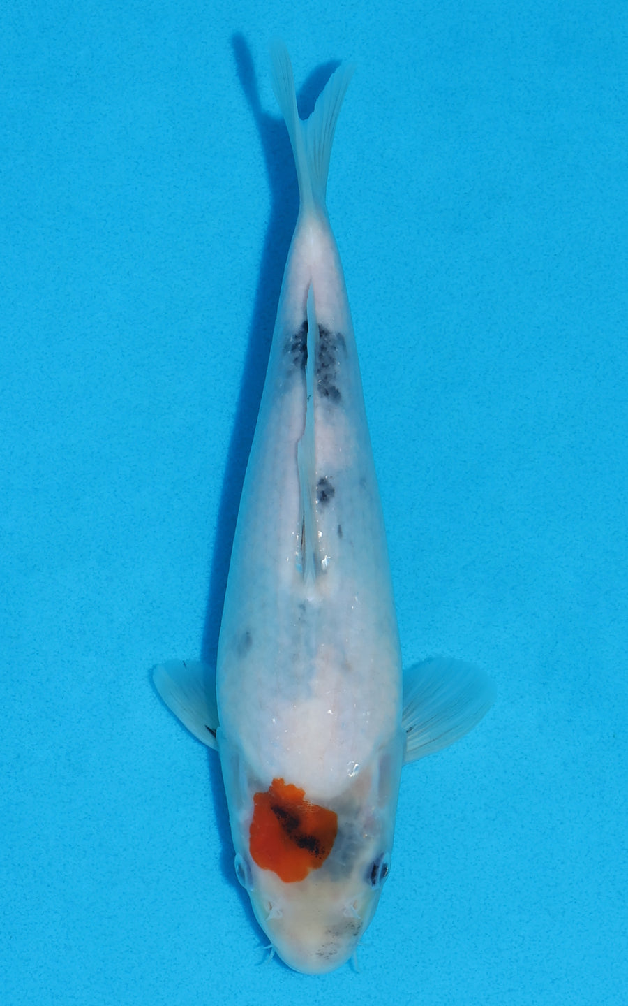 Tancho Showa - 23cm REF:70324