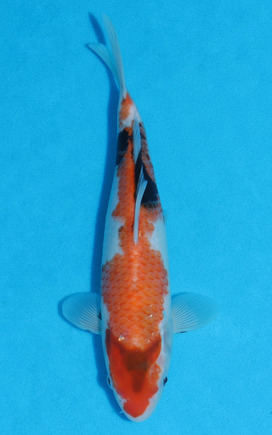 Showa - 26cm REF:70326