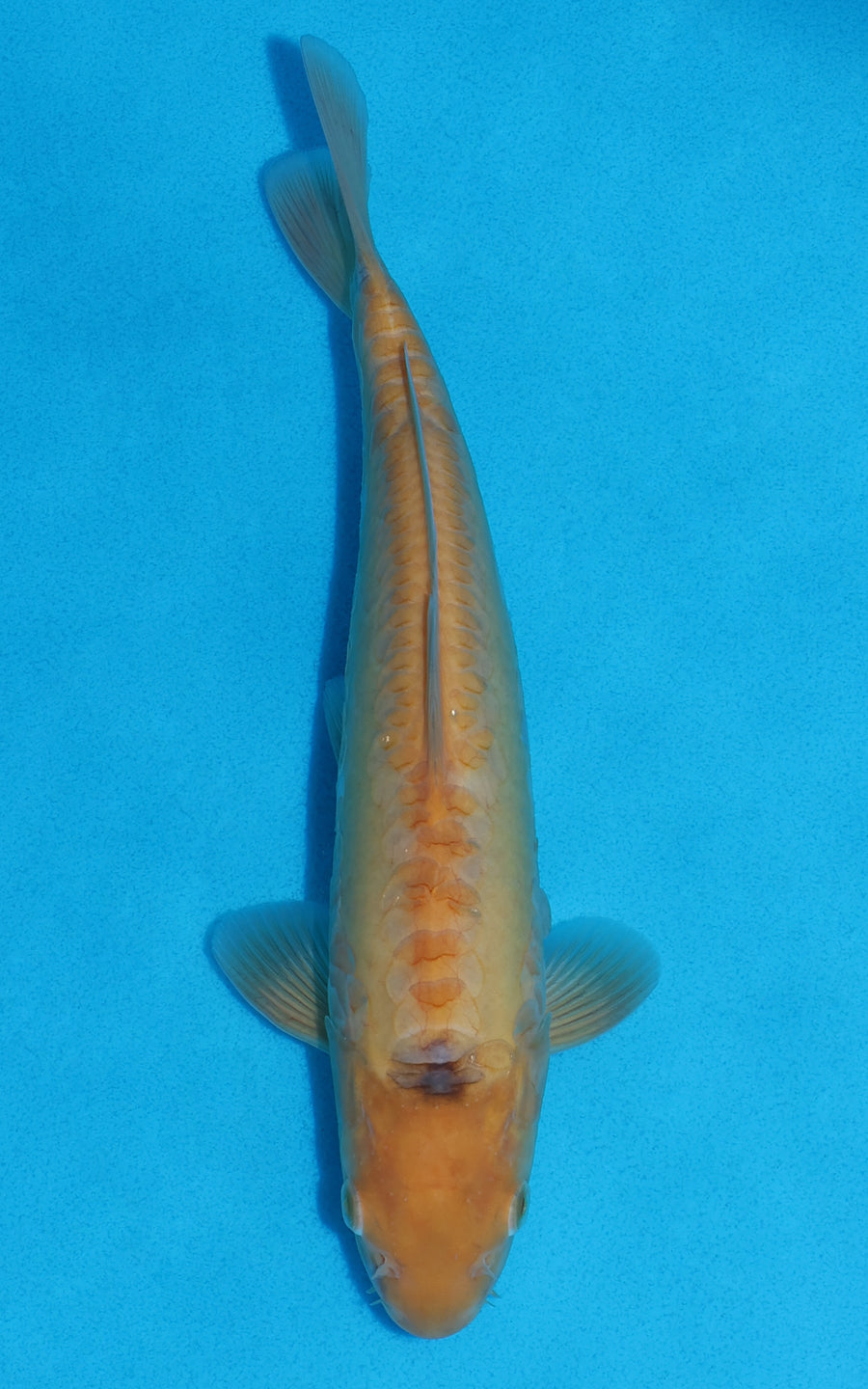 Doitsu Karashigoi - 26cm REF:70327