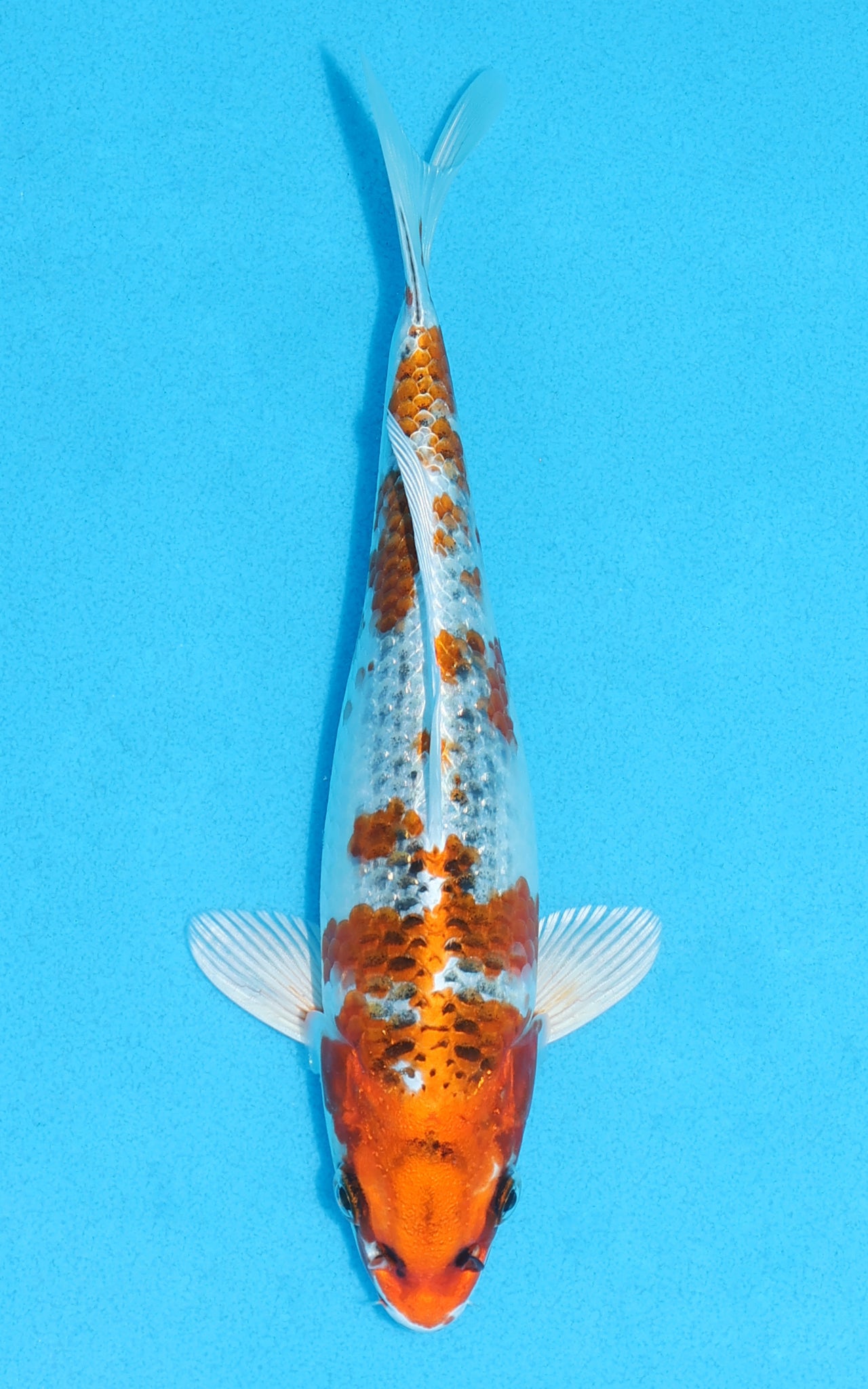 Kujaku - 22cm REF:70109